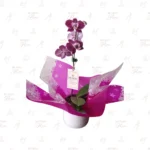Orquídea Clásica Moteada