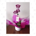 Orquídea Clásica Moteada - Imagen 3