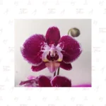 Orquídea Clásica Moteada - Imagen 2