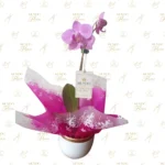 Orquídea Clásica Lila