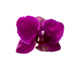 Orquídea Premium Púrpura - Imagen 2