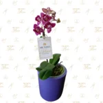 Mini Orquídea Púrpura