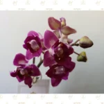 Mini Orquídea Púrpura - Imagen 2