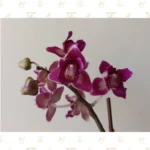 Mini Orquídea Púrpura - Imagen 3