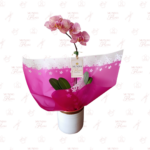 Orquídea Clásica Atigrada