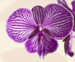 Orquídea Clásica Atigrada - Imagen 2