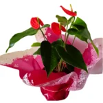 Anturio Rosado Premium