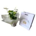 Anturio Blanco Premium - Imagen 3