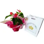 Anturio Rosado Premium - Imagen 2