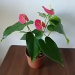 Anturio Rosado Premium - Imagen 4