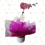 Orquídea Premium Magenta Tornasolada