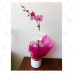 Orquídea Premium Atigrada - Imagen 4