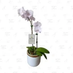 Orquídea Blanco Marfil Doble Vara