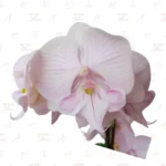 Orquídea Blanco Marfil Doble Vara - Imagen 3