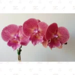 Orquídea Premium Magenta Tornasolada - Imagen 3