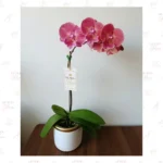 Orquídea Premium Magenta Tornasolada - Imagen 2