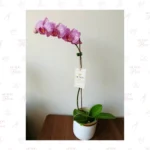 Orquídea Premium Atigrada - Imagen 3