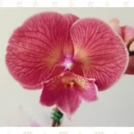 Orquídea Premium Magenta Tornasolada - Imagen 4