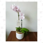 Orquídea Blanco Marfil Doble Vara - Imagen 2