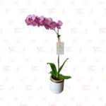 Orquídea Premium Atigrada