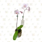 Orquídea Blanca Bebé Doble Vara