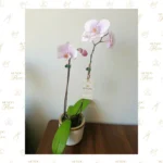 Orquídea Blanca Bebé Doble Vara - Imagen 2