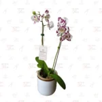 Orquídea Moteada Doble Vara
