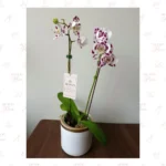 Orquídea Moteada Doble Vara - Imagen 2