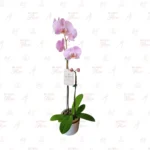 Orquídea Rosada Doble Vara