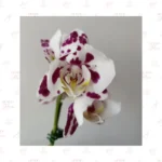 Orquídea Moteada Doble Vara - Imagen 3