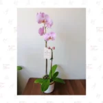 Orquídea Rosada Doble Vara - Imagen 3