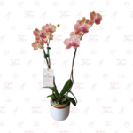Orquídea Naranja Maribor Doble Vara