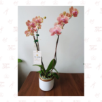 Orquídea Naranja Maribor Doble Vara - Imagen 3