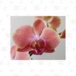 Orquídea Naranja Maribor Doble Vara - Imagen 2