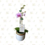 Mini Orquídea Doble Vara Rosa Aurora