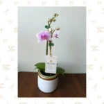 Mini Orquídea Doble Vara Rosa Aurora - Imagen 2