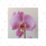Orquídea Rosada Doble Vara - Imagen 2